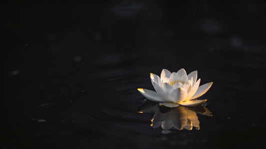 The Meaning of Lotus in Eastern Philosophy