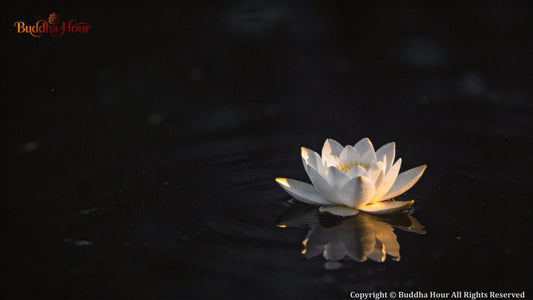 The Meaning of Lotus in Eastern Philosophy